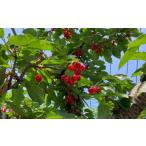 ふるさと納税 果物類 さくらんぼ 北海道 増毛町 8-012-009　冨野果樹園のさくらんぼ 佐藤錦（L〜2L）800g