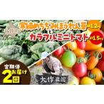 トマト ミニトマト 2026年12月 大作農園