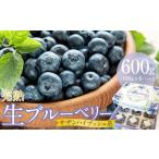 いちご 農家直送 完熟生ブルーベリー サザンハイブッシュ系…