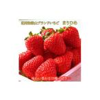 ふるさと納税 いちご 和歌山県 高野町 紀州和歌山ブランドいちご「まりひめ」約250g×4P 2026年3月上旬頃〜2026年3月下旬頃に順次発送 UT39