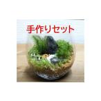 インテリア コケテラリウム手作りキット