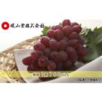 ぶどう 2027年 冬ぶどう 紫苑 1房 600g以上