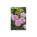 大分県日出町ブランドローズ苗スターターセット