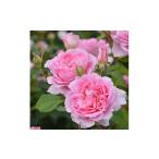 花 苗木 バラ苗 7号鉢植え 憧れのブランドローズ3鉢