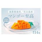 ショッピングふるさと納税 マンゴー ふるさと納税 マンゴー 沖縄県 宮古島市 《先行予約》沖縄県宮古島産 減農薬栽培マンゴー 1kg 優品 ｜贈答用・糖度14度以上 ｜琉球マルシェ
