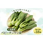 野菜類 大橋農園のベビーチンゲン菜:3株入り×6袋
