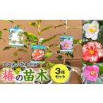 苗木 久留米の特産花卉 椿の苗木3種3本セット