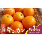 みかん 柑橘類 完熟 キンカン 約3kg