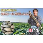 人参 大根 他根菜 由美屋特選 岩 れんこん 洗い 2kg