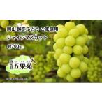 ふるさと納税 ぶどう マスカット 岡山県 瀬戸内市 越冬 ぶどう ご家庭用 シャイン マスカット 約700g 岡山県産 四代目 五果苑 No.5735-1492