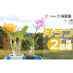 花 大場蘭園発 鑑賞用 洋ラン2品種セット