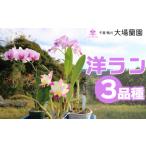 花 大場蘭園発 鑑賞用 洋ラン3品種セット