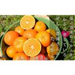 ふるさと納税 みかん・柑橘類 鹿児島県 徳之島町 1956 《今が旬 》たんかんを心から愛している。ぜんた農園のたんかん（3kg） ( タンカン フルーツ みかん 果…