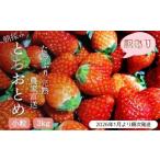 ふるさと納税 いちご 茨城県 利根町  2026年1月より発送 いちご専門農家直送 朝摘み収穫したて小粒完熟とちおとめ 3kg ジャム用におススメ ／ いちご 苺 イチ…