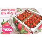 ふるさと納税 いちご 千葉県 東金市 No.154 こだわり完熟苺（おいCベリー）900g ／ イチゴ いちご 苺 完熟いちご おいCベリー 甘い フルーツ 果物 千葉産 くだ…