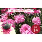 ふるさと納税 雑貨・日用品 花 福井県 あわら市  25セット限定 先行予約 カーネーション ピンク 5号 鉢植え 生花 数量限定 想いを届ける母の日ギフト 2026年5…