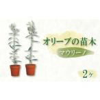 苗木 オリーブ苗木2本セット オリーブ 植物