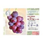 ふるさと納税 広島県 神石高原町 【令和6年発送分 ／ 先行予約】訳ありピオーネ　約1.8kg　神石高原町産〈ご家庭用〉【みずもとや（田邉）】