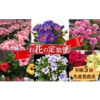 花 鉢花 定期便 全5回 サイネリア ティアシリーズ