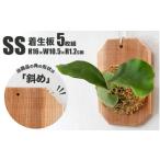 着生板 SSサイズ 5枚組 角の形状:斜め