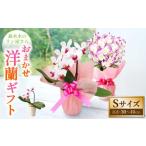 洋蘭 鉢花 高さ30~40cm 誕生日 鉢植え