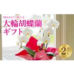 洋蘭 大輪胡蝶蘭 2本立ち 高さ70~80cm
