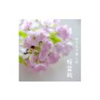 花 苗木 盆栽 桜盆栽 旭山桜 グレー 初心者 桜