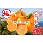 果物の詰合せ 海塩を与えて栽培した 不知火