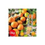 ふるさと納税 みかん・柑橘類 和歌山県 串本町  フルーツ王国 和歌山県からお届け 串本大島のキンカン 3kg （2L〜L） 2026年3月より順次発送　金柑 きんかん …