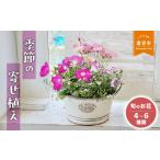 花 季節の寄せ植え 4~6種類 各月 数量 Le