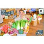 セット 詰合せ 忍びの国の野菜セット 12品以上