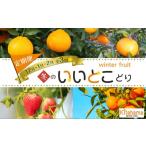 みかん 柑橘類 冬のいいとこどり定期便 12月