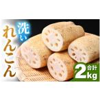 人参 大根 他根菜 洗いれんこん 2kg
