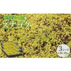 花 苗木 スナゴケ生苔3シート1セット