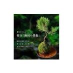 苗木 禅スタイルシリーズ 苔玉 酒田の黒松