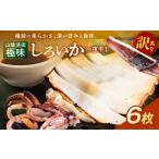 干物 イカ 山陰浜田極味 訳あり シロイカ ケンサキイカ
