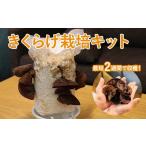 fu.... налог овощи вид .. . Tottori префектура . голова блок .... простой оригинальный местного производства иудино ухо культивирование комплект 