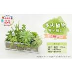 花 苗木 多肉植物寄せ植え 12種以上