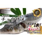 旬の鮮魚等 産チョウザメ丸ごと1本 オス中抜き