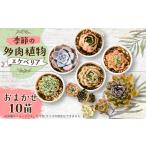 苗木 季節のおまかせ多肉植物5苗セット