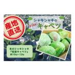 野菜類 大阪泉州特産 冬のシャキシャキ 松波キャベツ