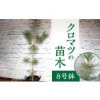 苗木 チーム田主丸 クロマツの苗木 _苗木