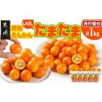みかん 柑橘類 完熟きんかん たまたまL&amp;2L 計1kg