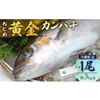 旬の鮮魚等 着日指定可 <2026年7月~