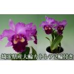 花 産大輪カトレア2輪付き ピンク系 化粧鉢入