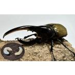 ふるさと納税 生き物 和歌山県 白浜町 先行予約 ヘラクレスオオカブト幼虫ペア 育て方の説明書付き 配送不可地域あり 2025年6月から順次発送
