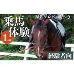 生き物 ビジター 初級 蹄鉄 つき 馬 乗馬 経験者向け