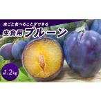 果物類 生食用プルーン約1.2kg 予定