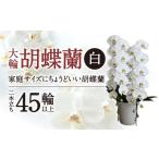 花 苗木 F18 大輪胡蝶蘭 白 2本立ち 綾羽株式会社