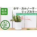 花 苗木 観葉植物 ホヤ カルノーサ リップカラー